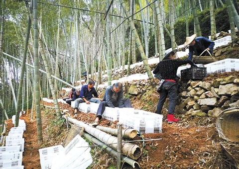深挖森林“钱库”，，，，，，浙江林下生“金”